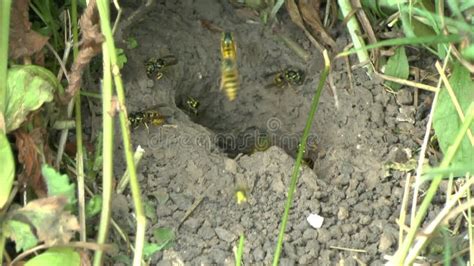 Video Of Large Underground Very Active Wasp Nest Vespula Vulgaris Stock