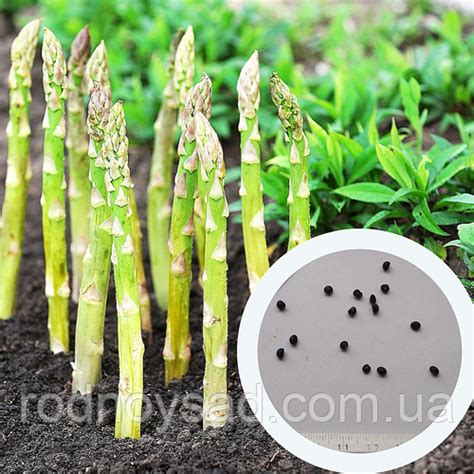 Купить Спаржа семена 1 грамм (около 50 шт) Aspáragus officinális ...