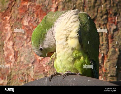 Quaker Parrot Hi Res Stock Photography And Images Alamy