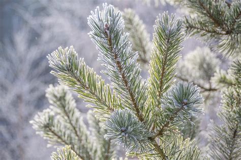 Conifer Needles Nature Free Stock Photos Creazilla