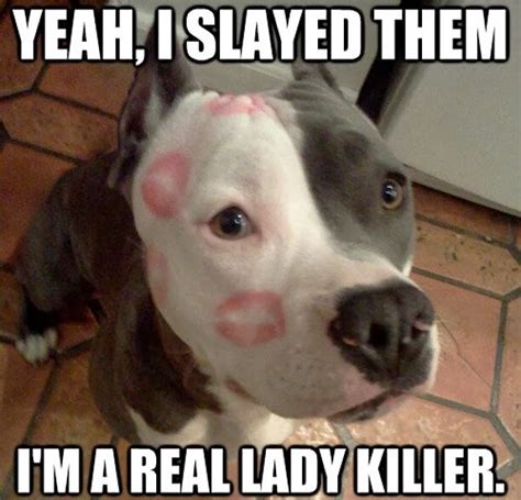 Funny pitbull Memes