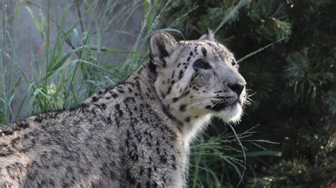 Snow Leopard | Tulsa Zoo