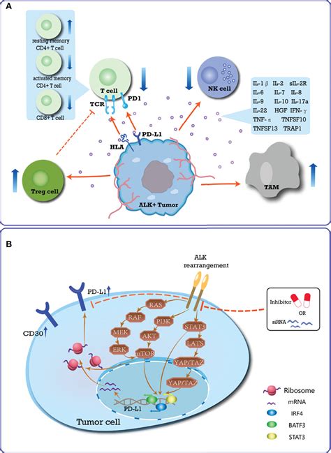 Frontiers Anaplastic Lymphoma Kinase Special Immunity And Immunotherapy