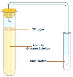 Demonstrating Carbon Dioxide production in Respiration of Yeast 2.39 | PMG Biology