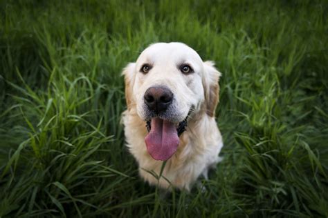 Veja 7 Raças De Cachorros Mais Obedientes Leia Agora