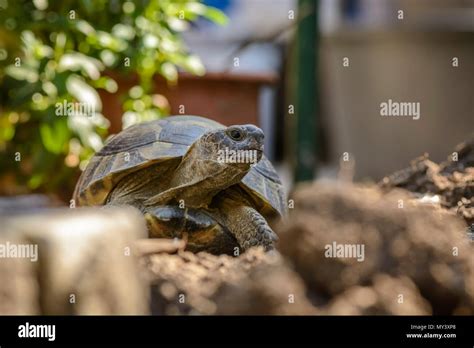 Land turtle close up, Proxy photo of a land turtle walking Stock Photo ...