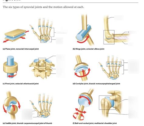 Bio Joints Diagram Quizlet