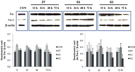 Effect Of Korean Red Ginseng KRG Extract On Fas And Fas L Protein