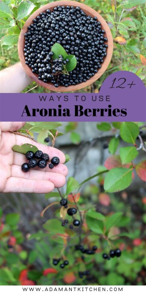 20 Aronia Recipes Adamant Kitchen