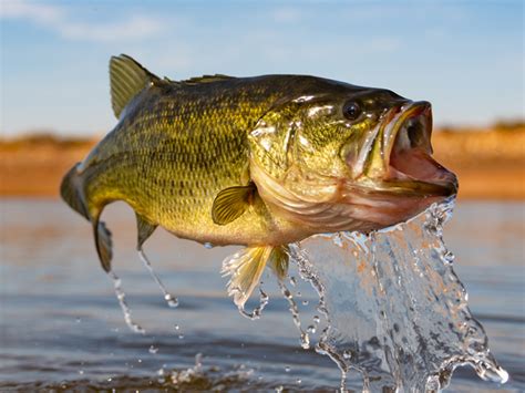 Best Types of Pond Fish for Small and Large Ponds