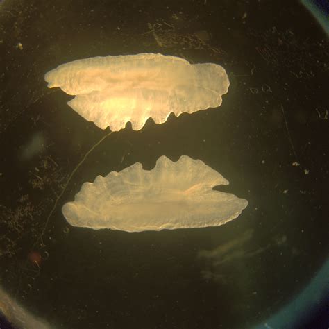 Otoliths – Otolith Lab