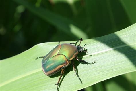 Green June Beetle Diet Everything You Need To Know Eathappyproject