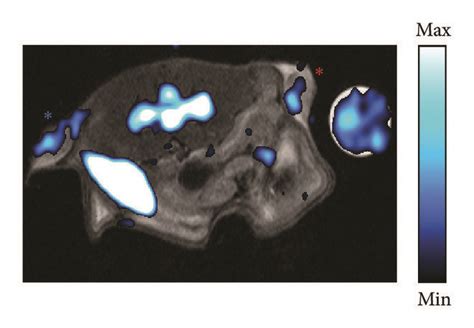 In Vivo F Mri And Pet And Histogram Analysis On Day A