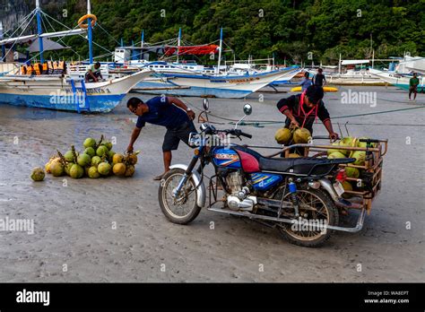 Local People Collecting Buko Fresh Coconuts From Corong Corong Beach