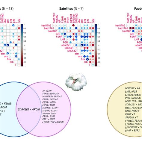 Gene Expression Correlations In Testes By Morph A Correlation