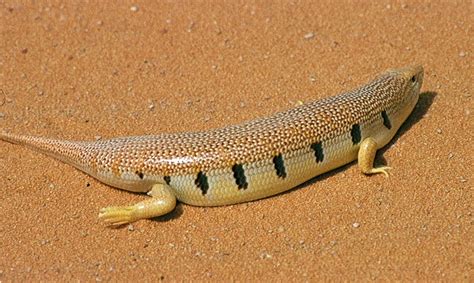 Birds of Saudi Arabia: Sandfish at Ad Dahna Sands – Record by Cliff ...