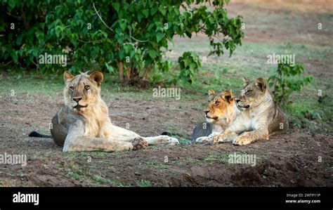 Pride Of Lions Sitting In The Golden Evening Light In Botswana Africa