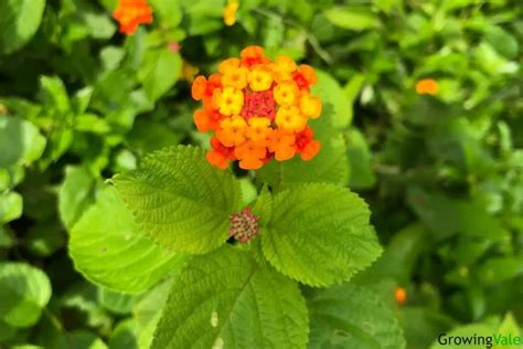 Incredible Lantana Plant Types And Varieties Store