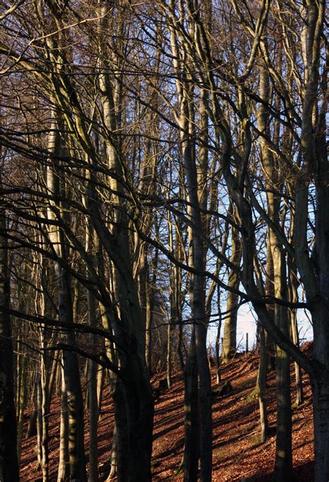 Fotos gratis árbol naturaleza bosque rama invierno planta