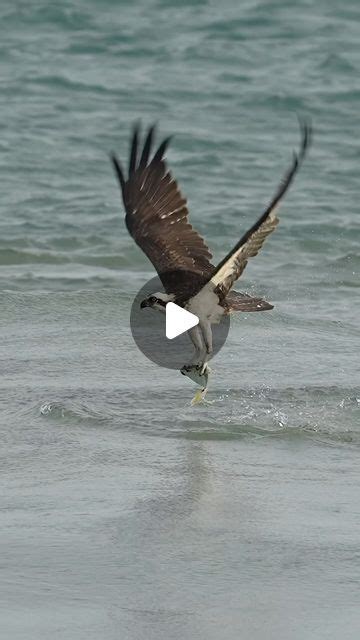 Mark Smith On Instagram Pure Predator Perfection The Osprey And Its