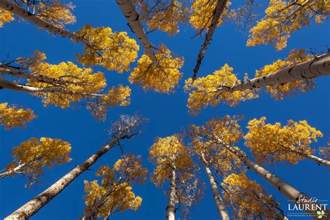 Golden Aspens In The San Francisco Peaks In Flagstaff Arizona My