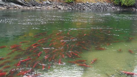 Five new B.C. programs to enhance salmon habitat – Sea West News