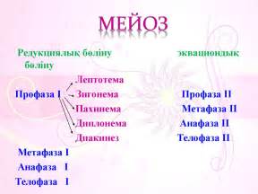 Жынысты көбею. Мейоз, оның биологиялық маңызы - презентация онлайн