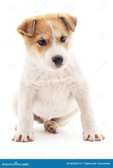 White Puppy Brown Spots Stock Photos - Download 1,454 Royalty Free Photos