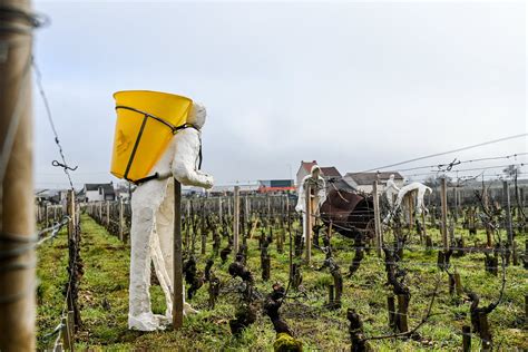 En images Deuxième jour de la Saint Vincent tournante 2024 suivez