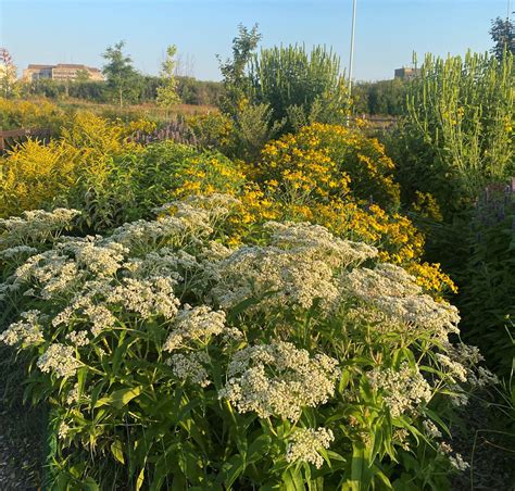 Riverview Park Pollinator Garden Wild Pollinator Partners