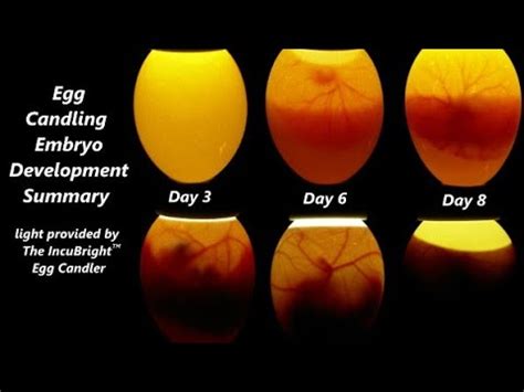 Egg Candling Process From Day 1 To 21 Egg Hatching Process