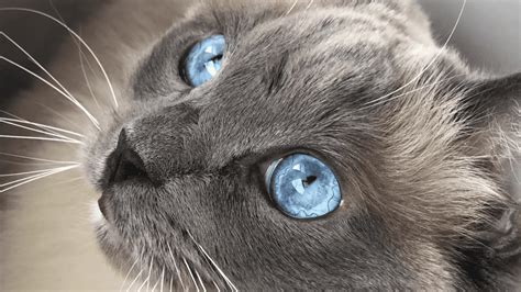 Blue Ragdoll Cats Blue Point Ragdolls The Guide Plus Pictures