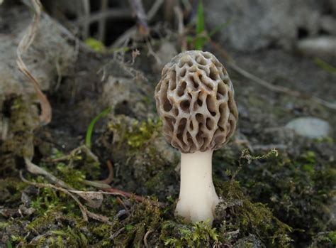 Morel Mushrooms Western North Carolina At Nancy Martin Blog