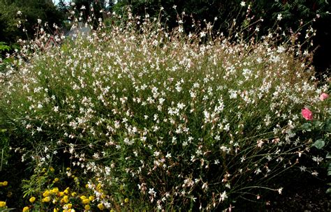 Gaura Planter Et Tailler Ooreka