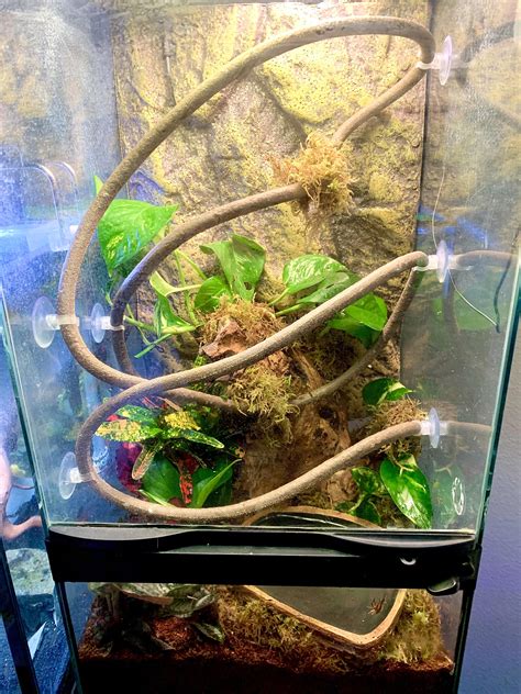 Redid my tree frog terrarium. Thoughts?! : r/terrariums