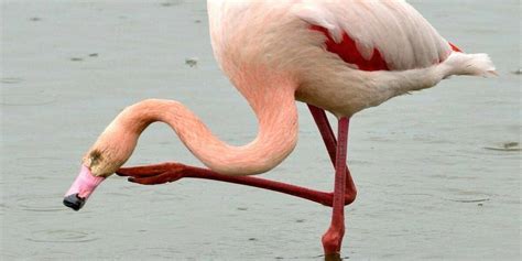 Pourquoi Les Flamants Roses Sont Sur Une Patte My Flamant Rose My