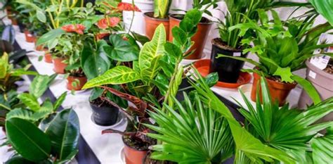 6 Perfect Ts For The Houseplant Lovers In Your Life Royal City