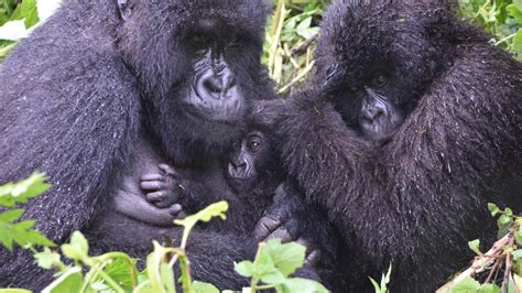 Conservation Success Leads to New Challenges for Endangered Mountain ...