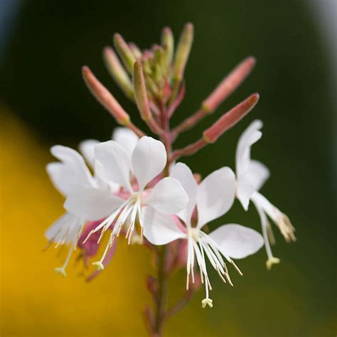 Pink And White Gaura Biennis Biennial Gaura Seeds