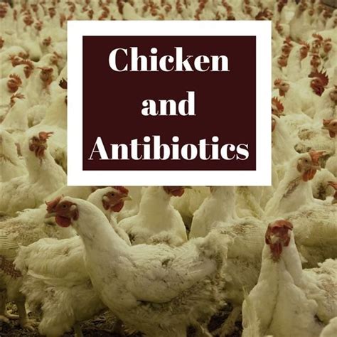 Why Are Chickens Given Antibiotics Is It Safe