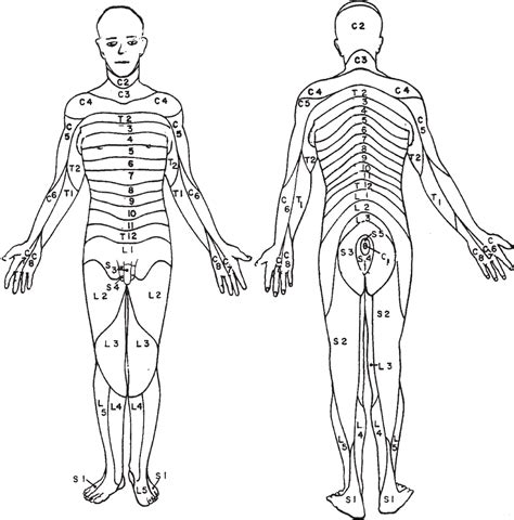 Dermatomes Color Sheet