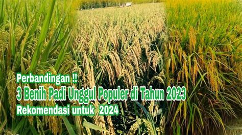 3 Benih Padi Unggul Populer Di Tahun 2023 Rekomendasi Untuk 2024