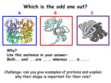 Section 1 Biological Molecules 17 Enzyme Action New Year 12 Biology Specification Teaching