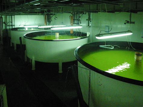 Larval rearing tanks, Bream/Bass hatchery - Fish Hatchery Consulting