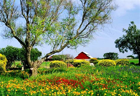 Beautiful Nature, Meadow, Flowers picture 🔥 Download Free pics