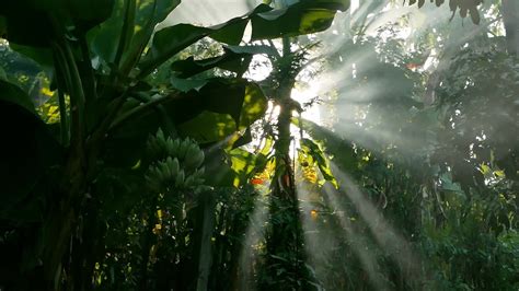 Sun Rays Shining Through Trees Light Shining Down In Nature Nature