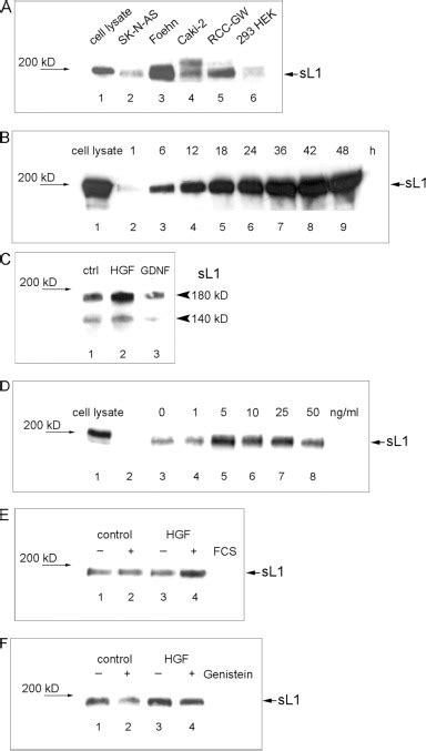 Hepatocyte Growth Factor Induced Ectodomain Shedding Of Cell Adhesion