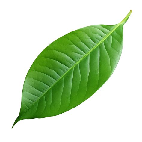 Ai Generated Mango Leaf Clip Art 40216908 Png