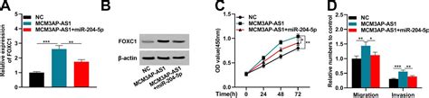 Lncrna Mcm3ap As1 Promotes Proliferation Migration And Invasion Of