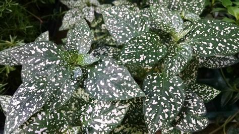 White Splash Polka Dot Plant | Houseplants by Studley's